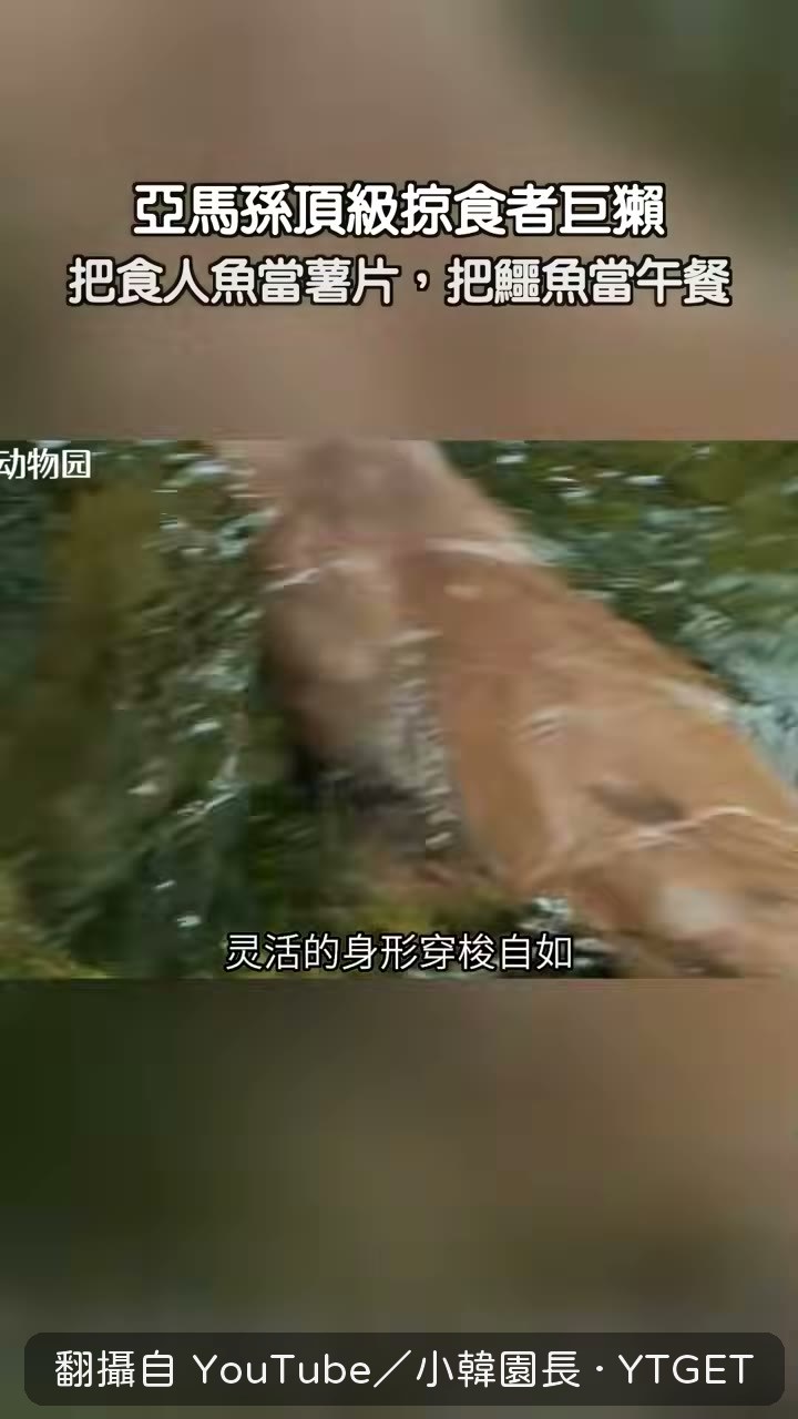 巨獺一口一條食人魚