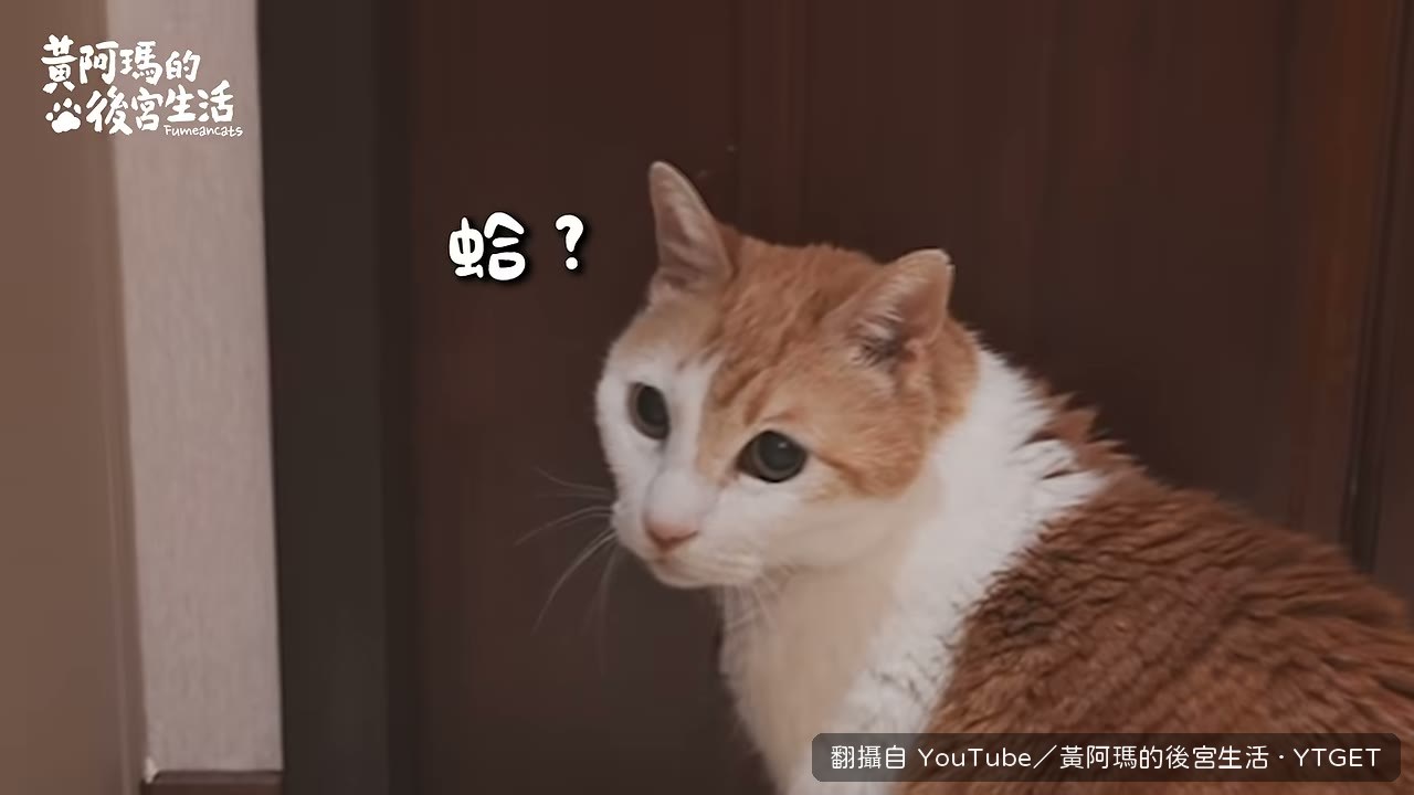 阿瑪整張臉貼在門上想進去