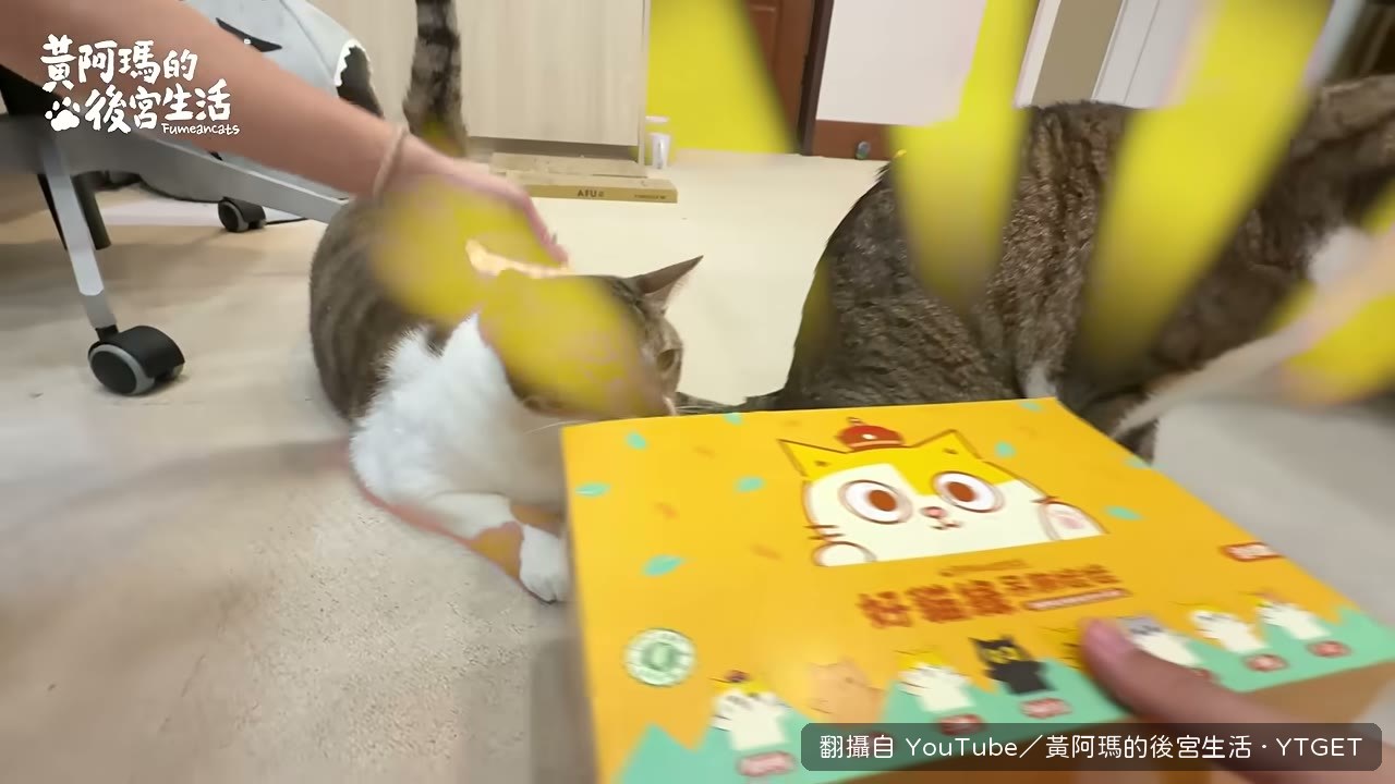 貓草娃娃一開箱就被搶