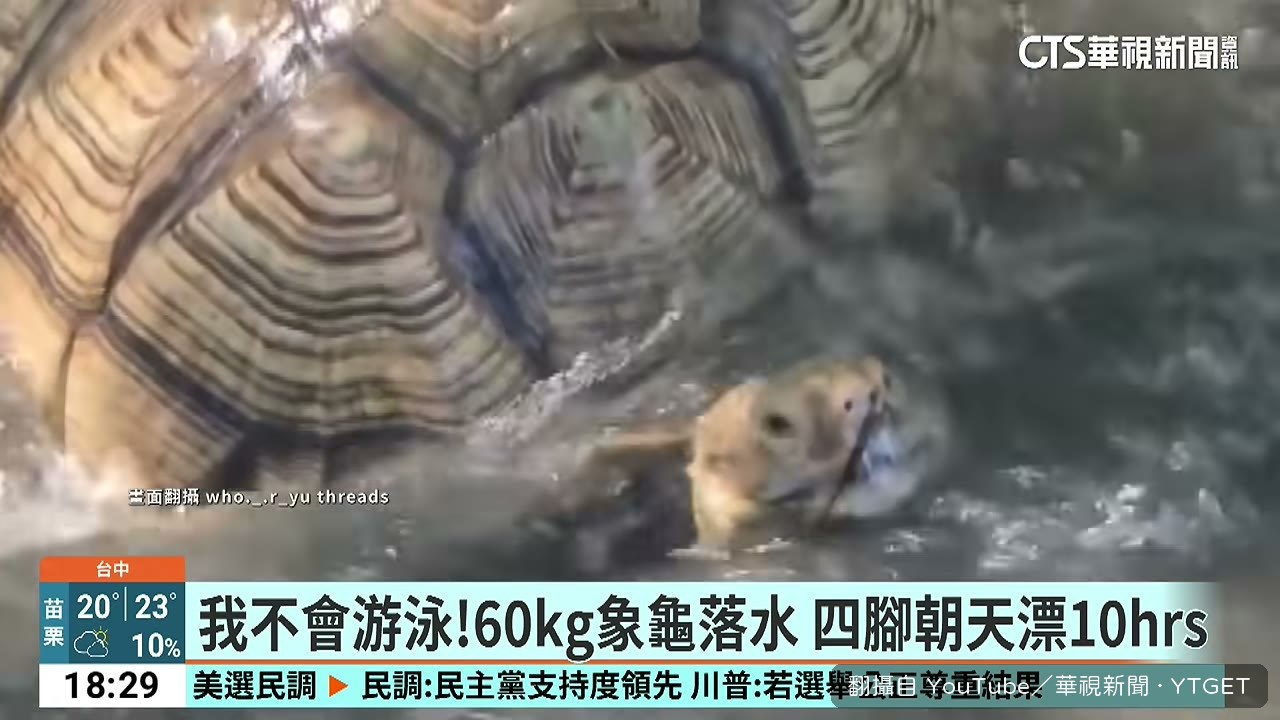 象龜伸長脖子在水裡掙扎