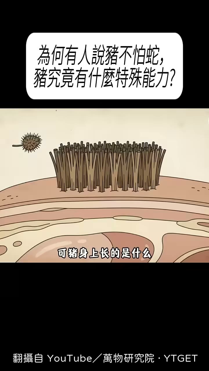 豬皮底下那層厚脂肪才是關鍵