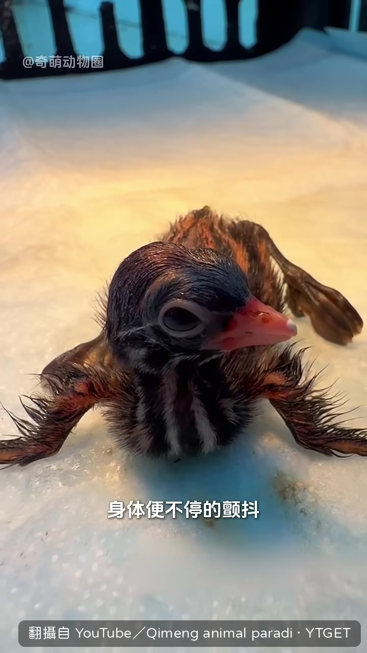 小傢伙鑽進手心才停止顫抖