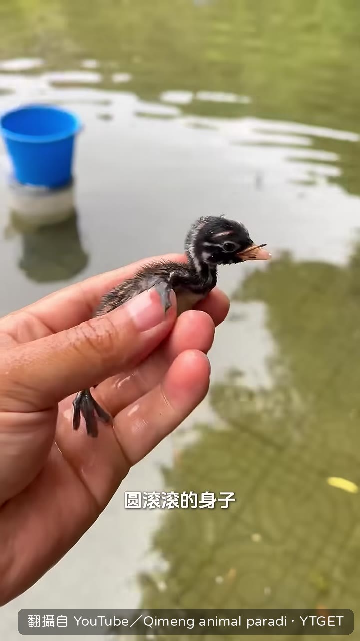 圓滾滾的小傢伙像極了迷你企鵝