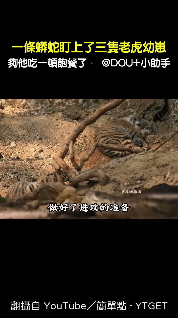 猴子在樹上發出警報