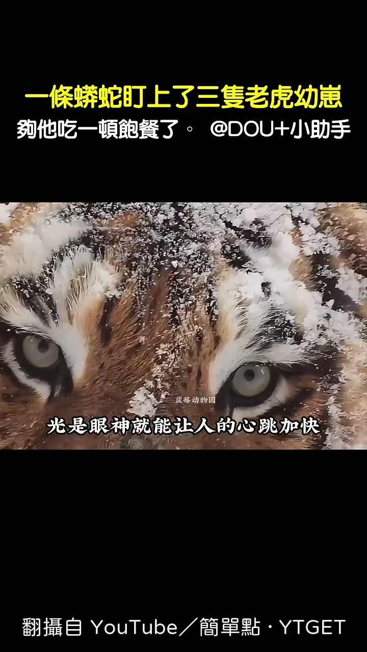 野生老虎的眼神特寫