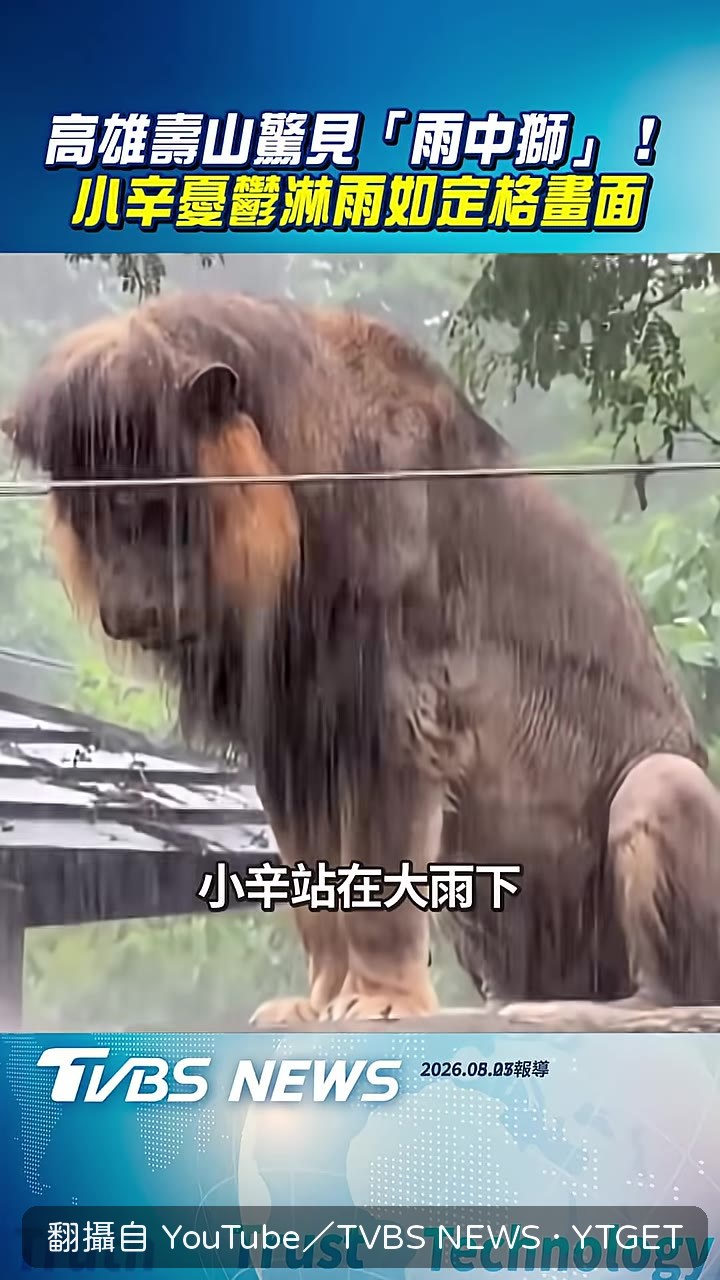 小辛站在大雨中一動也不動