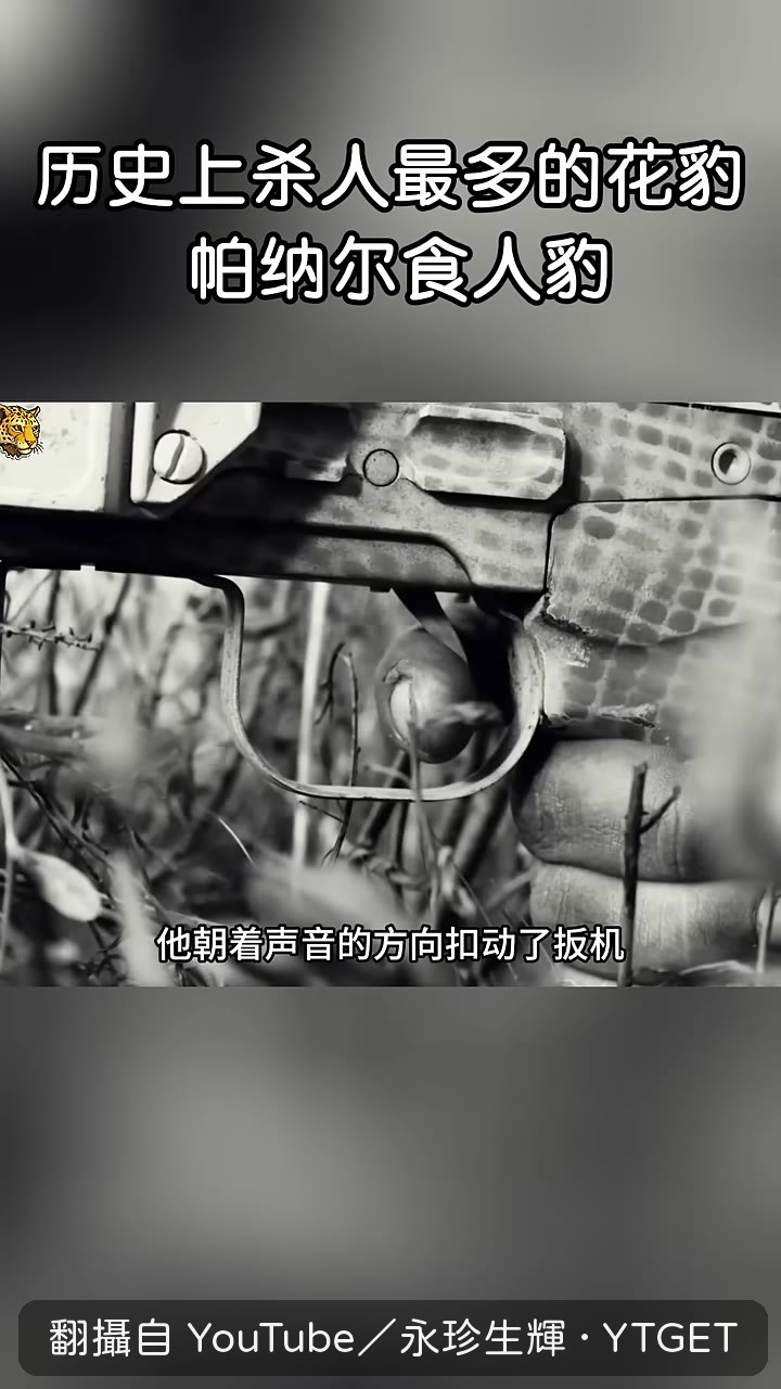 槍響後黑暗裡傳來豹子怒吼