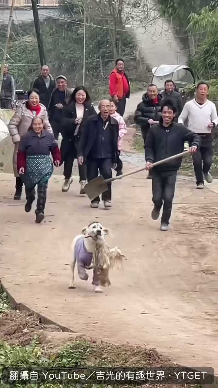 小寶偷鴨子被全村追著打