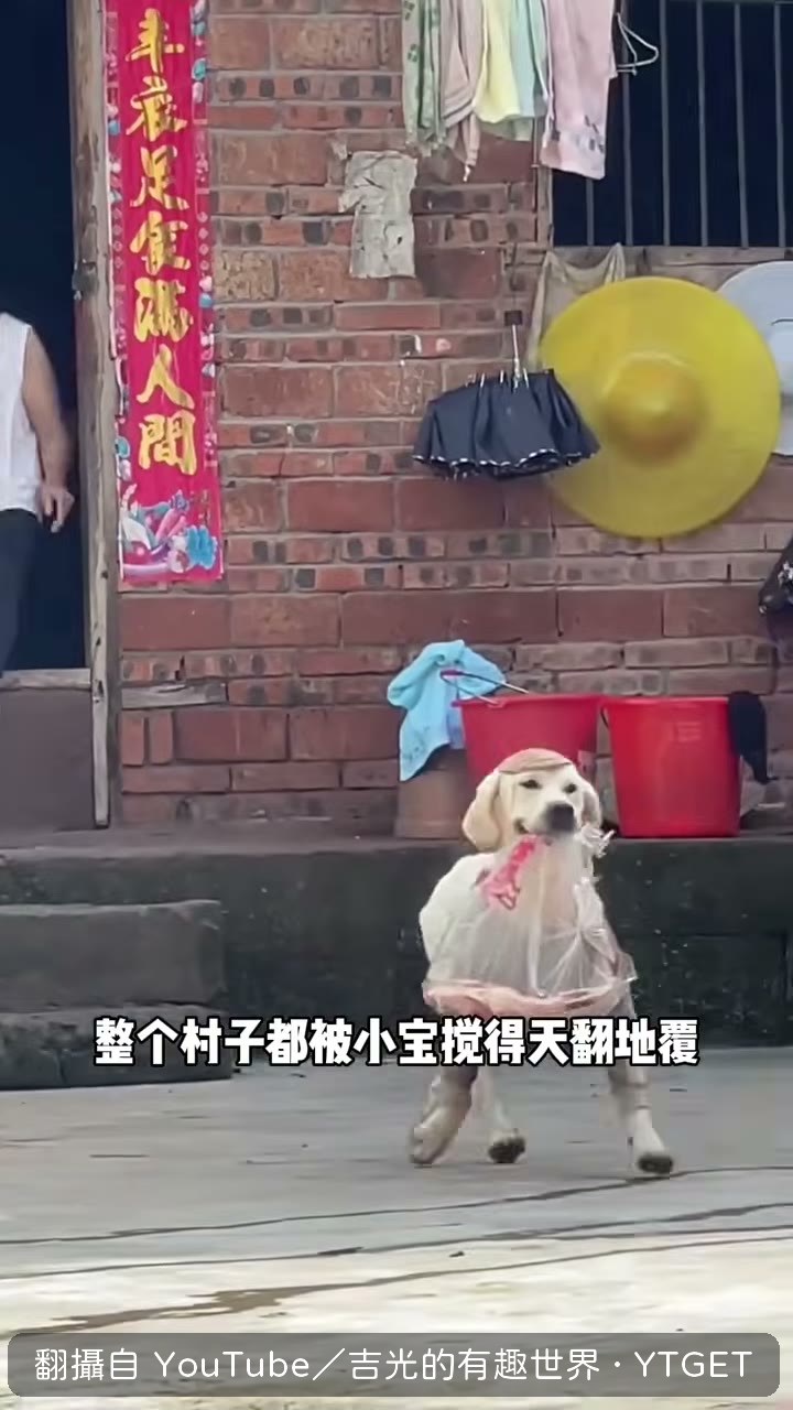 主人每天忙著挨家挨戶賠罪