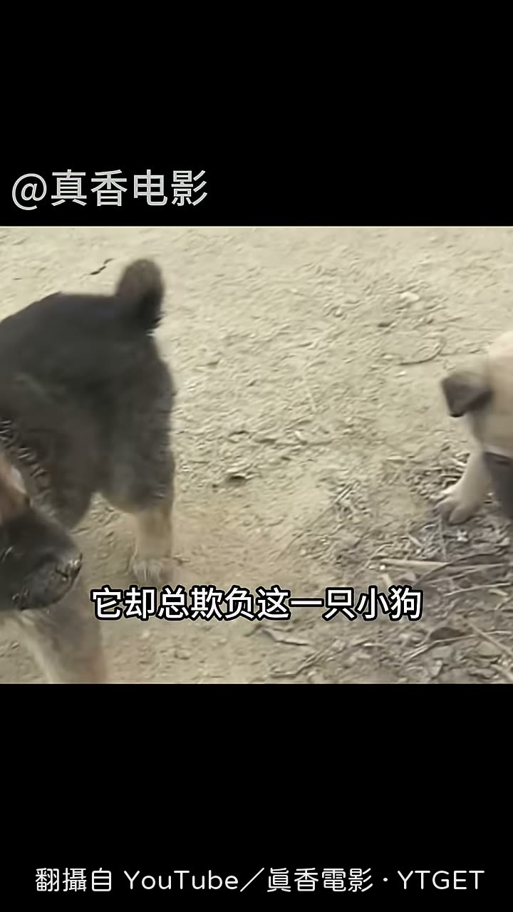 狗媽吃奶時故意把小狗趕到外面