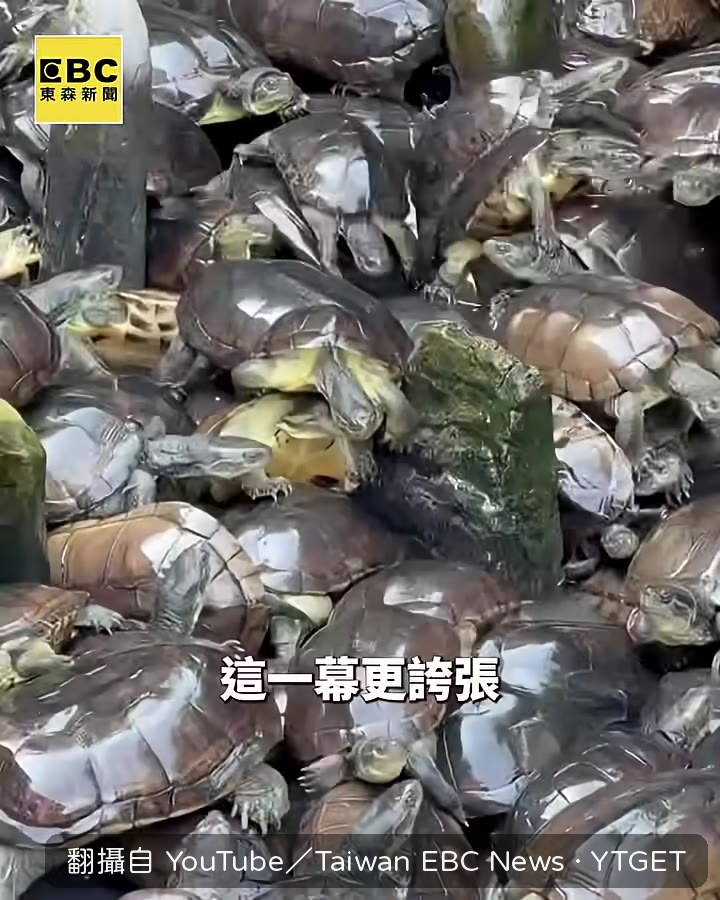 烏龜疊成小山畫面超震撼