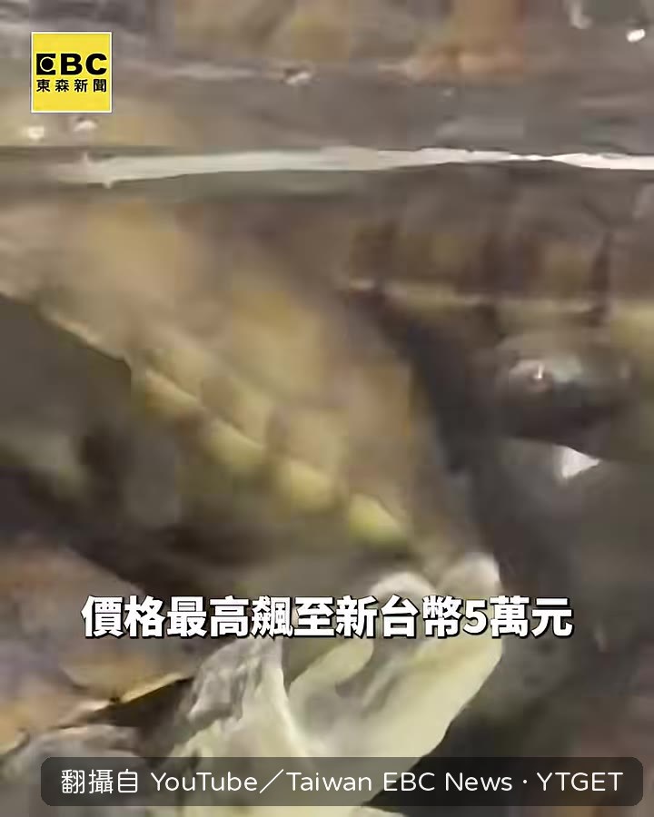 大型柴棺龜黑市價飆到5萬元