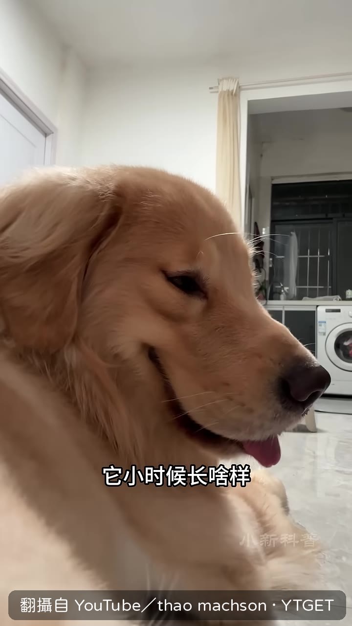 金毛幼崽的毛色對比