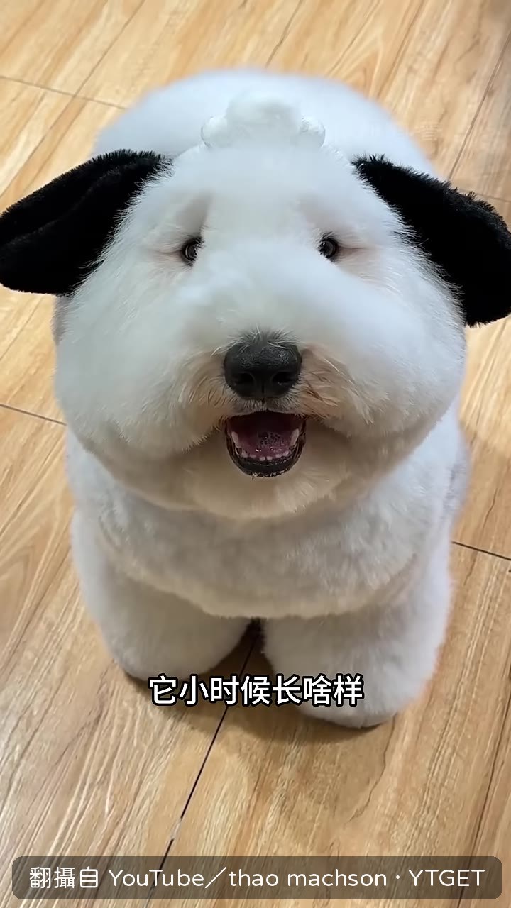帕恰狗小時候長這樣