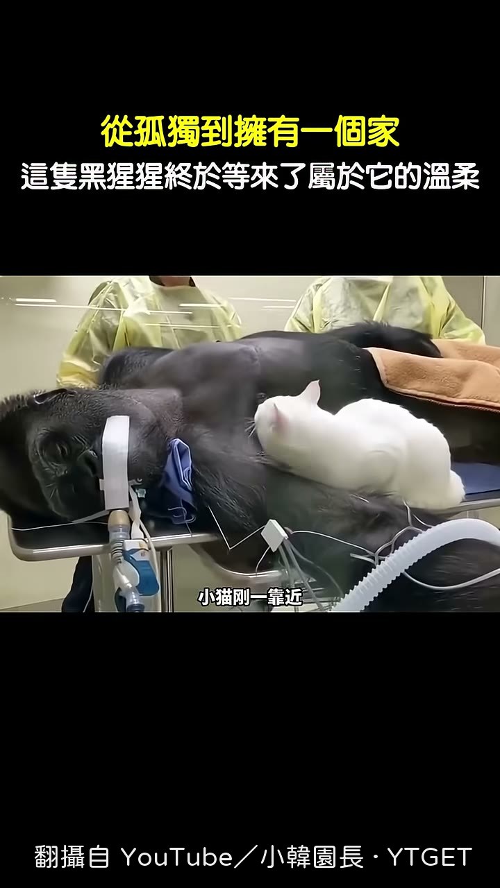 梅布爾舔了凱撒的臉