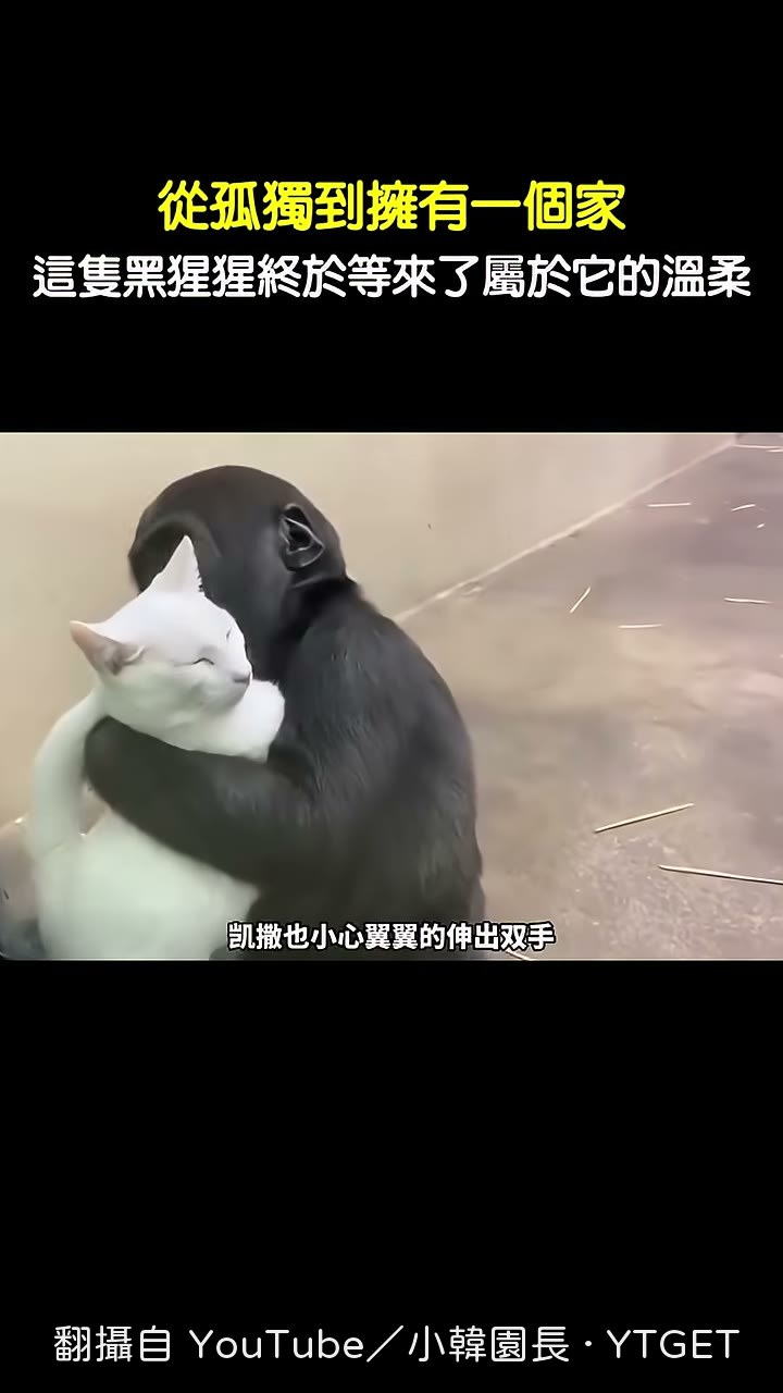 凱撒小心翼翼把梅布爾抱進懷裡