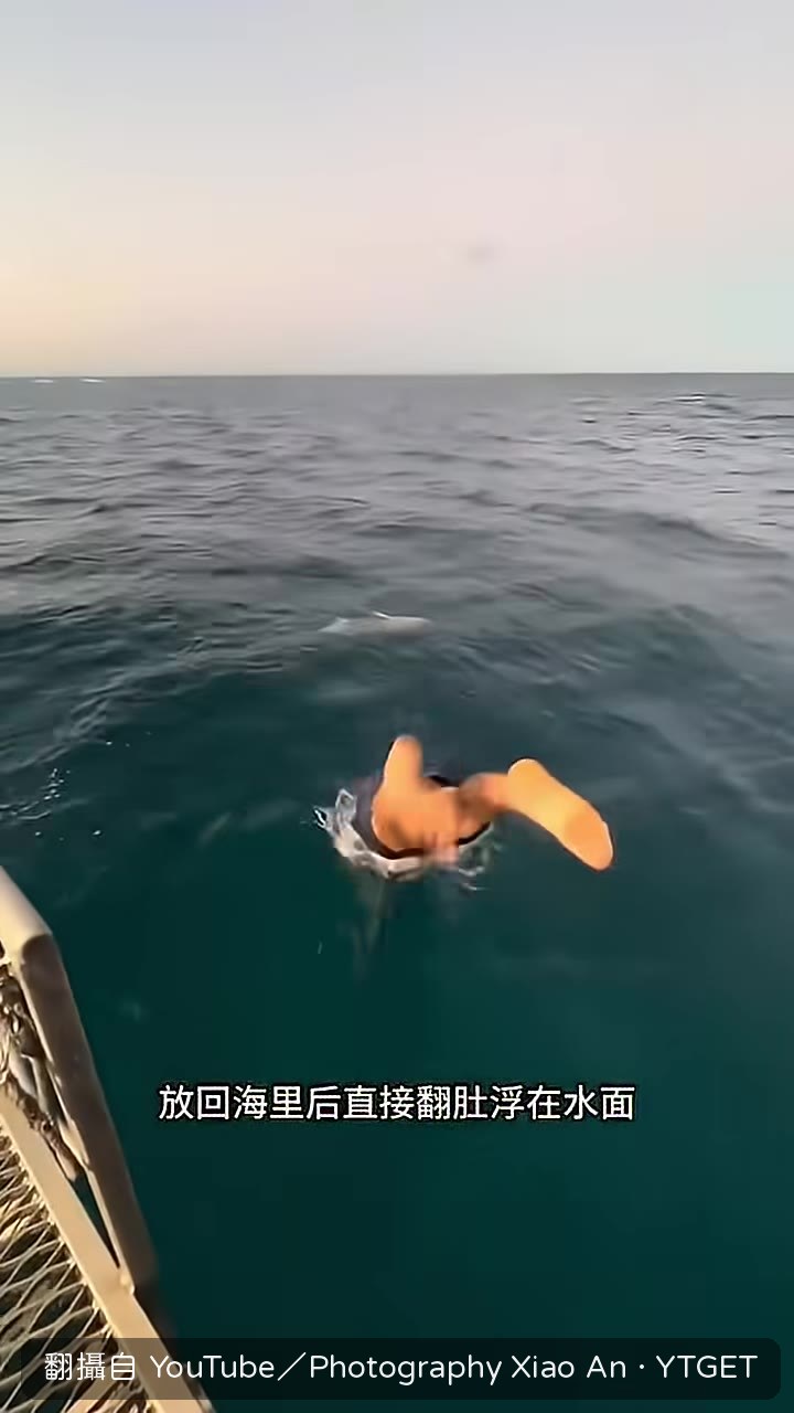 同伴立刻跳進海中撈魚