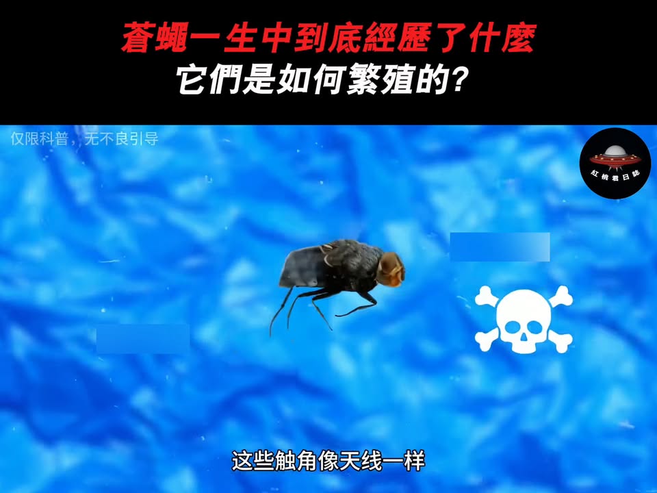 蒼蠅從產卵到變態的完整生命週期解析