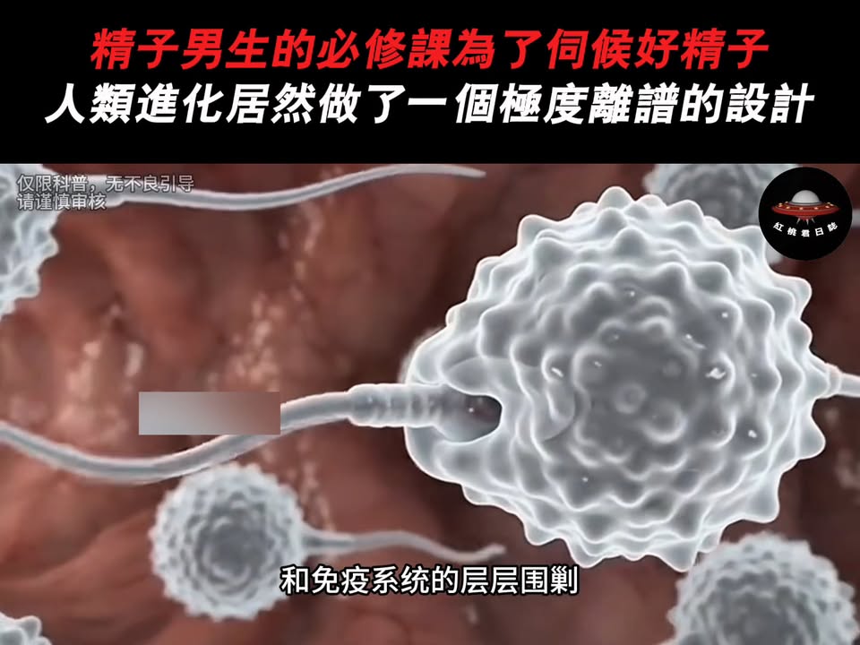 睪丸掛體外只為低兩度，精子大逃殺的演化真相