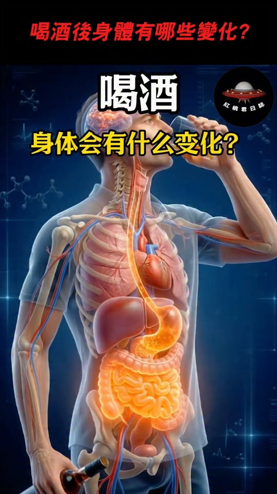 兩分鐘看懂酒精從入口到代謝的完整體內旅程