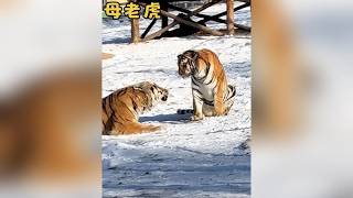 母老虎用尾巴勾下巴撒嬌,公虎跳進水裡送食物的虎夫妻互動