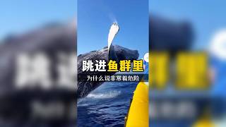 魚群引來藍鯨張口進食,吞不下人卻仍潛藏致命危機
