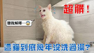 半年沒洗白貓洗成醬油色,洗澡崩潰實錄加床墊業配