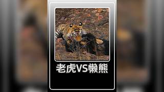 虎王響卡五秒鎖喉獵殺懶熊,轉手獻給母虎求偶成功