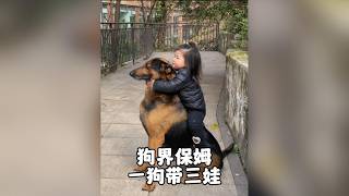 德牧天歌七年帶娃日常,從牽繩到付錢的無奈萌樣全紀錄