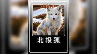 北極狐媽媽懸崖下苦等三天,只為接住跳崖的海鳩幼鳥