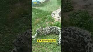 西寧動物園搶救頸椎骨折雪豹凌小蟄的四十天