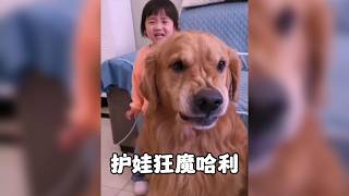 金毛哈利當全職奶爸,蓋被叼凳護娃還因想念妹妹偷哭