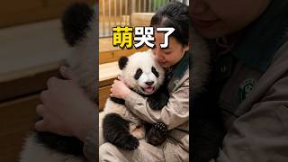 熊貓寶寶喊媽媽後跟飼養員討價還價加碼窩窩頭