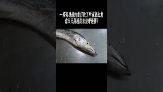 一條幾塊錢的沙丁魚,營養完勝高價養殖三文魚
