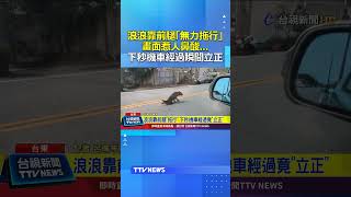 台東浪犬拖行裝癱瘓 機車經過秒立正翻肚打滾