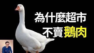 七千年前就馴化的鵝為何輸給白羽雞,從料肉比到脫毛成本拆解超市不賣鵝肉的商業真相